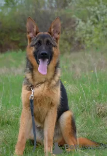 Additional photos: Offer from the nursery. German Shepherd.