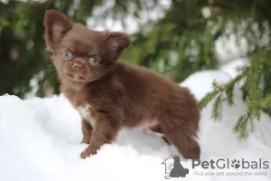 Photo №1. chihuahua - for sale in the city of St. Petersburg | 325$ | Announcement № 95024