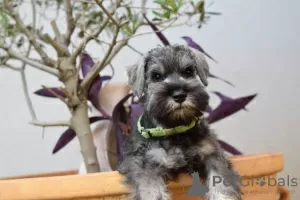 Photo №4. I will sell standard schnauzer in the city of Nova Pazova.  - price - negotiated