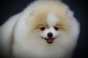 Additional photos: VIP Pomeranian