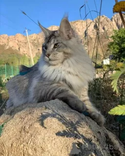 Photo №3. gorgeous Maine Coon cat. Uzbekistan