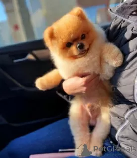 Additional photos: Pomeranian babies with superior genetics