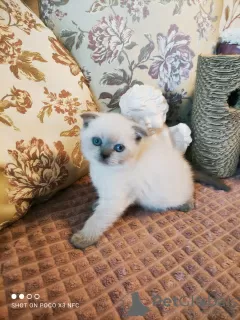 Additional photos: Scottish fold kitten