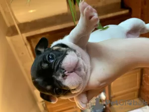 Photo №1. french bulldog - for sale in the city of Переяслав-Хмельницкий | 3000$ | Announcement № 8810