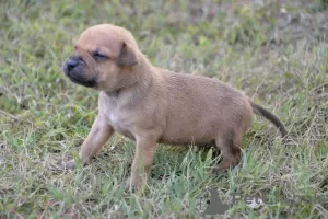 Additional photos: Pit bull puppies