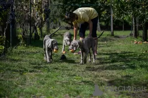 Additional photos: Weimaraner puppy