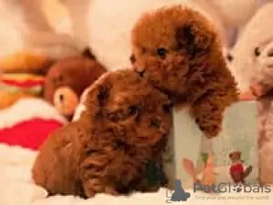 Photo №1. poodle (toy) - for sale in the city of Рамат-Ган | Is free | Announcement № 106848