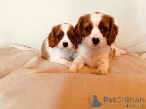 Photo №2 to announcement № 129493 for the sale of cavalier king charles spaniel - buy in Netherlands private announcement