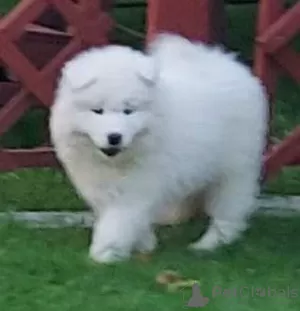 Photo №1. samoyed dog - for sale in the city of Wadowice | negotiated | Announcement № 110464