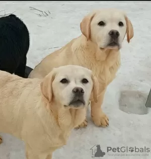 Additional photos: Labrador puppies