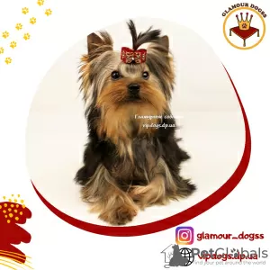 Photo №1. yorkshire terrier - for sale in the city of Kiev | 1811$ | Announcement № 10175