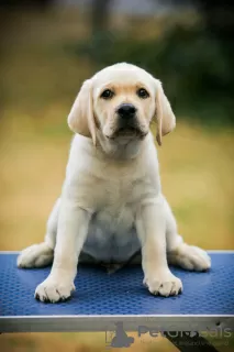 Additional photos: High quality Labrador Retriever puppies