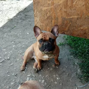 Additional photos: Frenchies 2 girls and 4 boys.