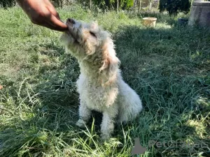 Additional photos: Elegant and sophisticated female Lagotto Romagnolo puppy