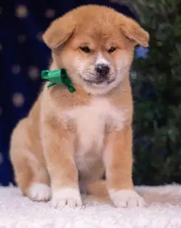 Additional photos: Akita Inu puppies from titled parents