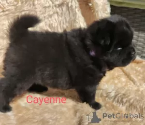 Additional photos: Black Chow Chow females FCI