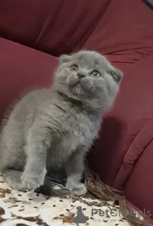 Photo №3. Stunning Pedigree GCCF Scottish Fold kittens. Czech Republic