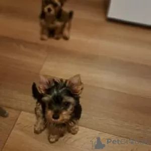 Photo №1. yorkshire terrier - for sale in the city of Rezekne | 370$ | Announcement № 66318