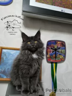 Photo №4. I will sell maine coon in the city of Kamenskoe. from nursery, breeder - price - 800$