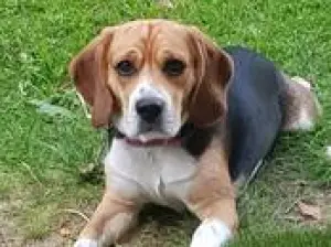 Photo №2 to announcement № 382 for the sale of beagle - buy in Germany private announcement, from the shelter, breeder