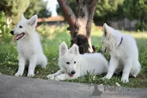 Photo №4. I will sell berger blanc suisse in the city of Calafat. private announcement - price - negotiated