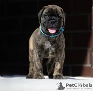 Photo №2 to announcement № 50394 for the sale of bullmastiff - buy in Australia private announcement