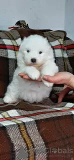 Photo №4. I will sell samoyed dog in the city of Sremska Mitrovica.  - price - negotiated