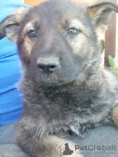 Photo №3. German Shepherd puppies. Serbia