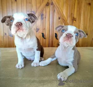 Additional photos: Boston Terrier - colored puppies with pedigree