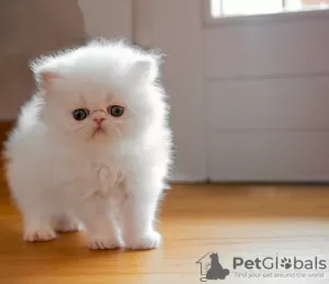 Photo №1. persian cat - for sale in the city of Lappeenranta | Is free | Announcement № 129143