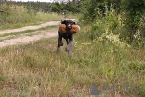 Additional photos: German Wirehaired Pointer ZKwP FCI female