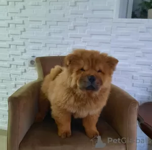 Additional photos: Chow Chow Puppies