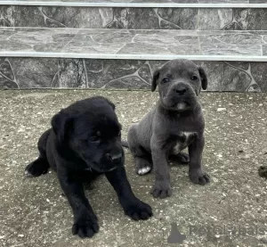 Additional photos: Cane Corso puppies