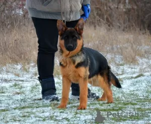 Additional photos: Very beautiful puppies, FCI docs.