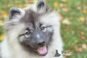 Photo №3. Keeshond puppy. Russian Federation