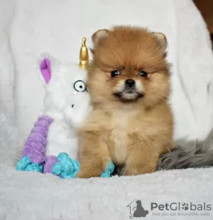 Photo №1. pomeranian - for sale in the city of Alekšince | 317$ | Announcement № 71289