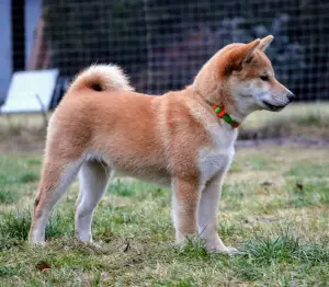 Photo №3. Shiba Inu puppies from Ozirka kennel. Ukraine