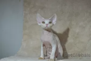 Photo №3. Devon Rex. Russian Federation