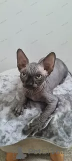 Additional photos: Sphynx quality kittens