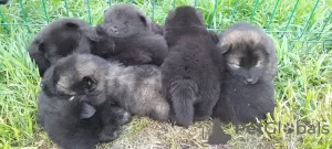 Photo №2 to announcement № 20209 for the sale of eurasier - buy in Russian Federation private announcement, from nursery, breeder