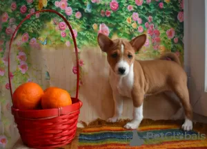 Photo №2 to announcement № 39198 for the sale of basenji - buy in Russian Federation private announcement