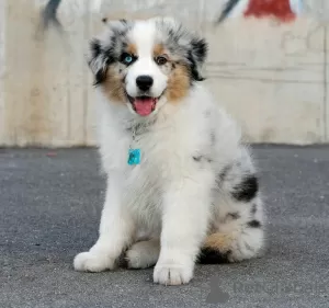 Photo №1. australian shepherd - for sale in the city of Warsaw | 687$ | Announcement № 63322