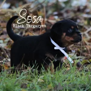 Photo №2 to announcement № 125846 for the sale of rottweiler - buy in Serbia 