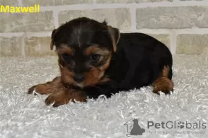 Photo №1. non-pedigree dogs - for sale in the city of Вентура | negotiated | Announcement № 103623