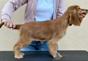 Photo №4. I will sell english cocker spaniel in the city of Ada.  - price - 528$