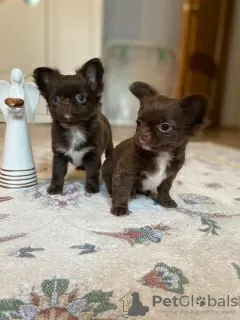 Photo №3. Chihuahua puppies. Belarus