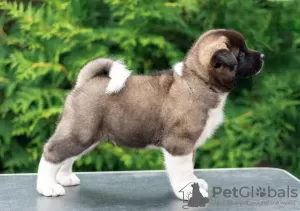 Additional photos: American Akita Puppies