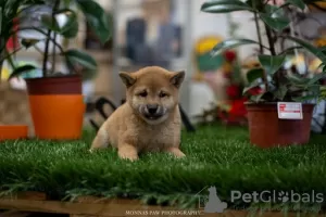 Photo №1. shiba inu - for sale in the city of Нови Сад | Is free | Announcement № 82743