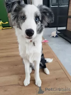 Photo №3. Border Collie / Blue merle / Show type / male / FCI / ZKwP. Poland