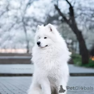 Additional photos: Samoyed puppies